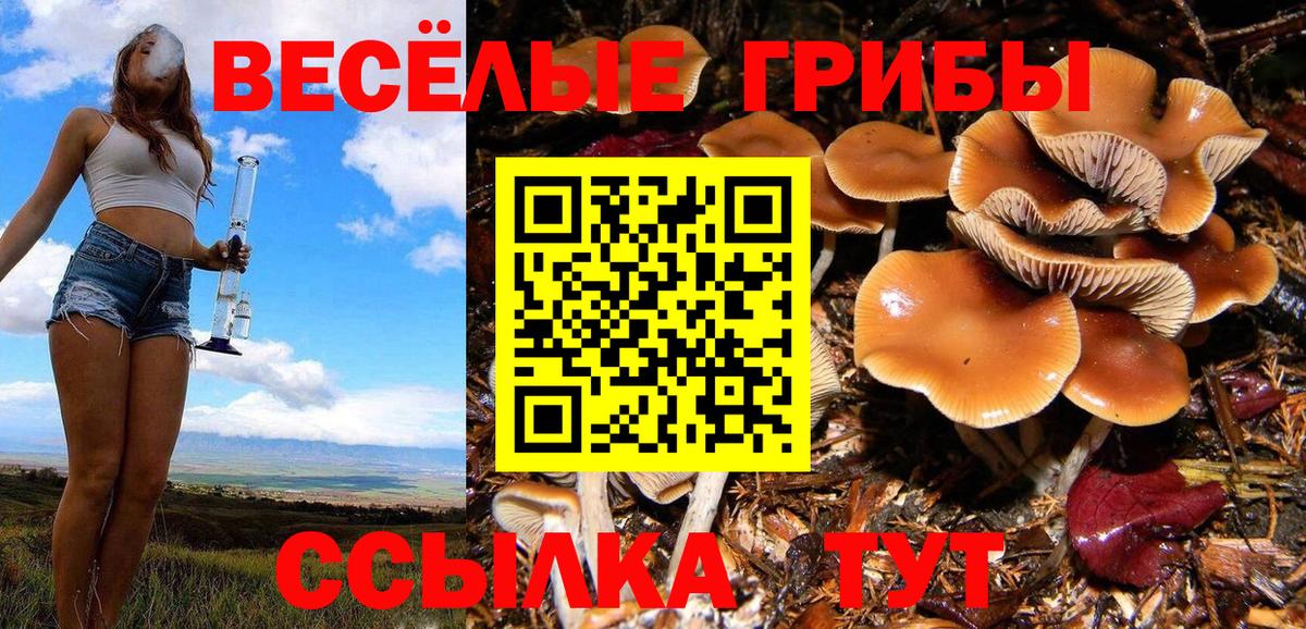 Галлюциногенные грибы Psilocybine cubensis Чапаевск